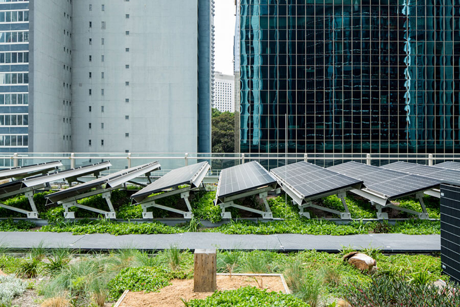 The Living Roof at Daramu House in Barangaroo, Sydney has a mix of plants and insect hotels. Credit: Peter Igra and Kate Egan