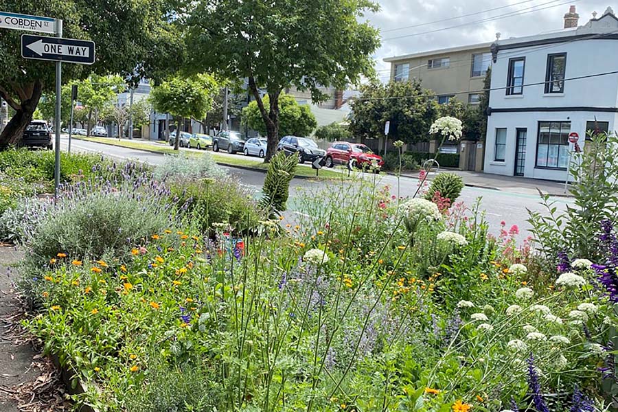 A pollinator corridor with a variety of plants along a suburban street.