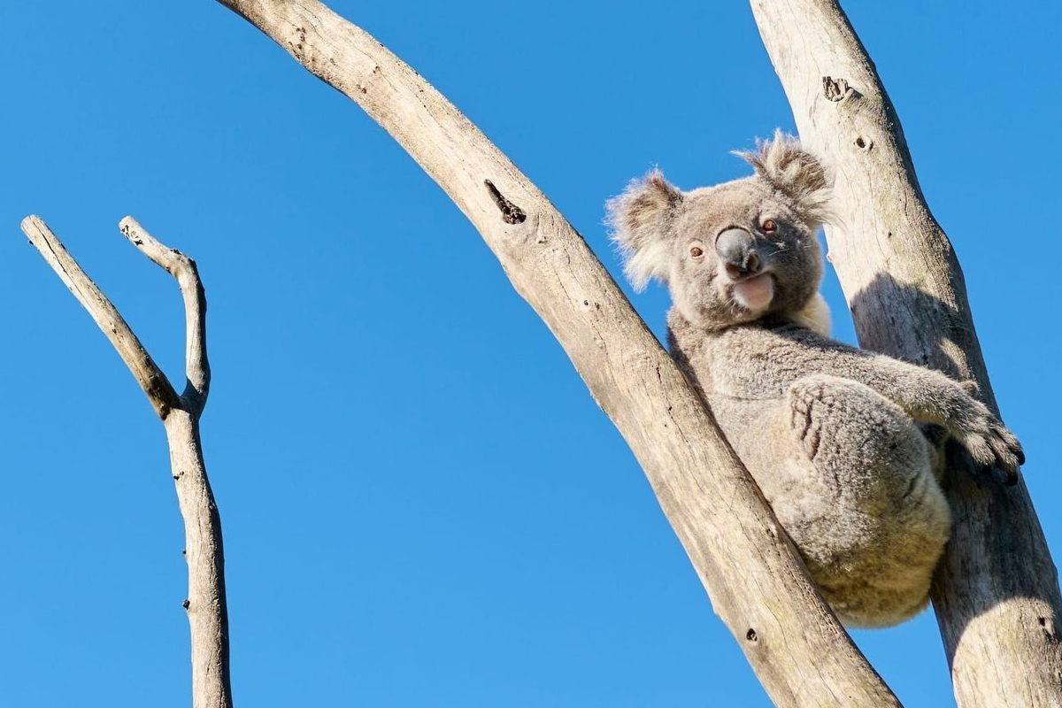 The Symbio Wildlife Park in Helensburgh provided interactive animal experiences and an opportunity to explore the Conservation Splash Park Adventure Playground. Image credit: Destination NSW