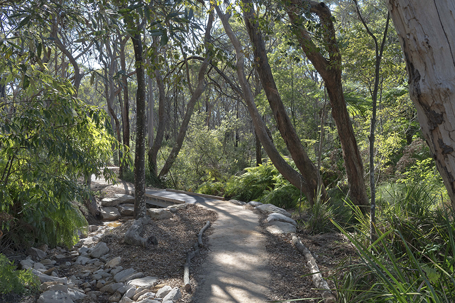 New bush walking trail in Nandi Reserve. The path is dirt/gravel and there are rocks, trees and shrubbery on either side of the trail.