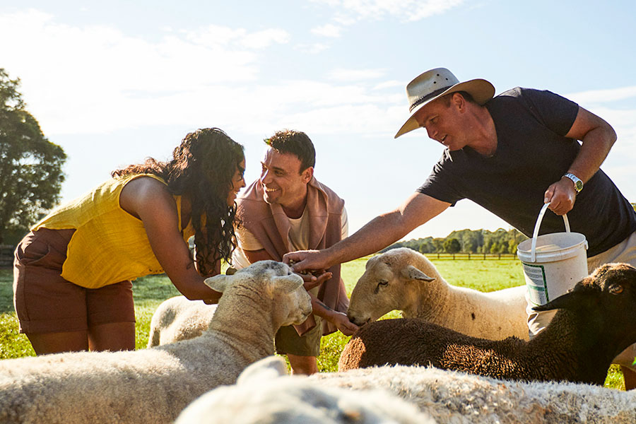 Couple feeding the sheep at Iris Lodge Alpacas, Jilliby. Credit: Destination NSW