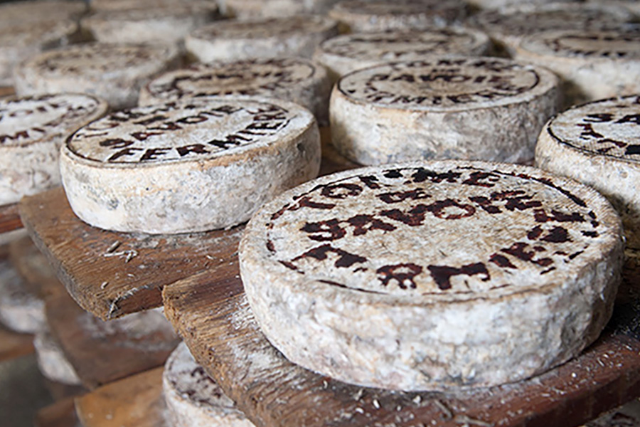 Cheese created from workshops teaching people how to make cheese on a small farming property.