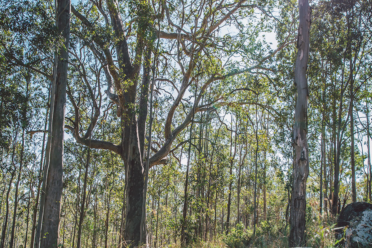 Trees in bushland