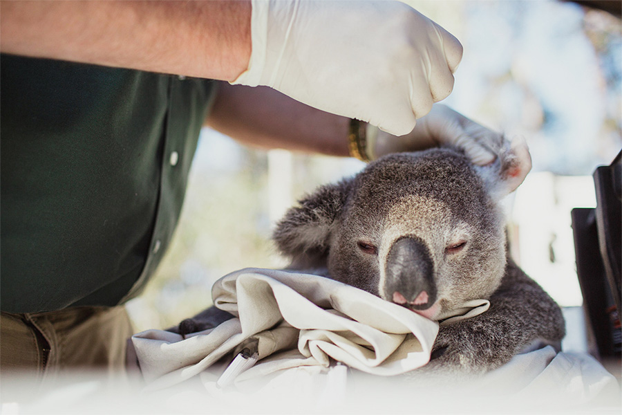 A koala health check being performed. Image credit: Bear Hunt photography.