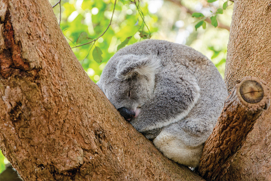 Koala sleeping, curled up on a tree branch. Image credit: Bear Hunt photography.