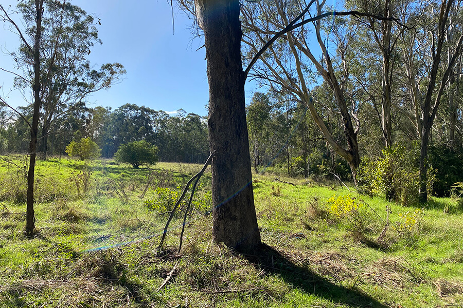 After restoration of Cumberland Plain Woodland initial control works for invasive woody weeds.