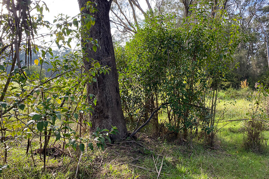 Before control works for invasive woody weeds at Cumberland Plain Woodland.