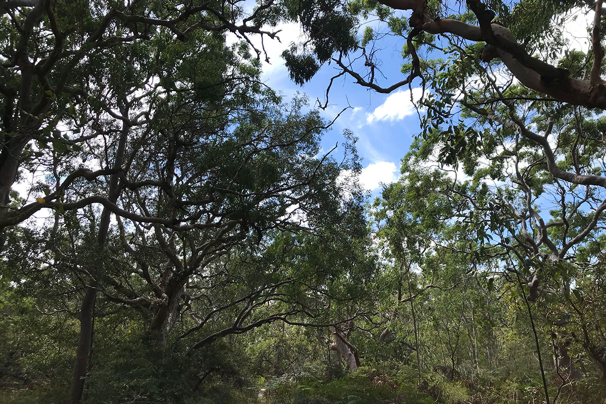 Mambo Wetlands Reserve at Salamander Bay, NSW. Credit: NSW Department of Planning and Environment