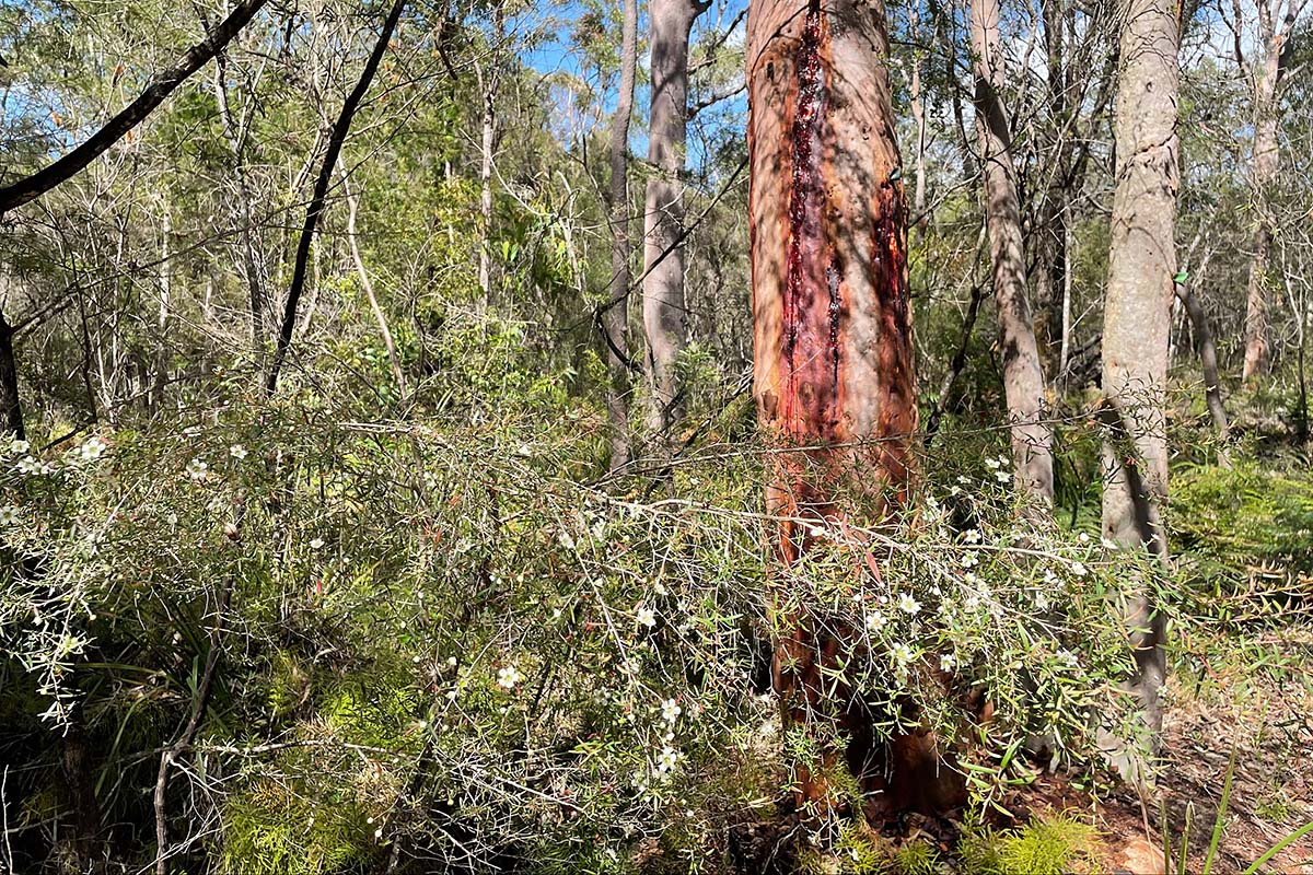 Bushland at Kariong in the Central Coast region of NSW.