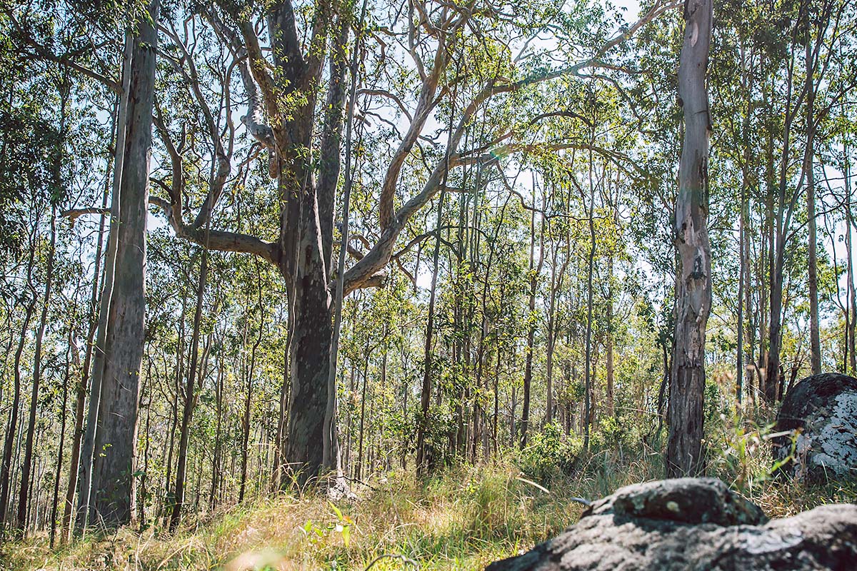 Bushland at Dungog Common, NSW. Credit: NSW Shannon Richmond / Department of Planning and Environment