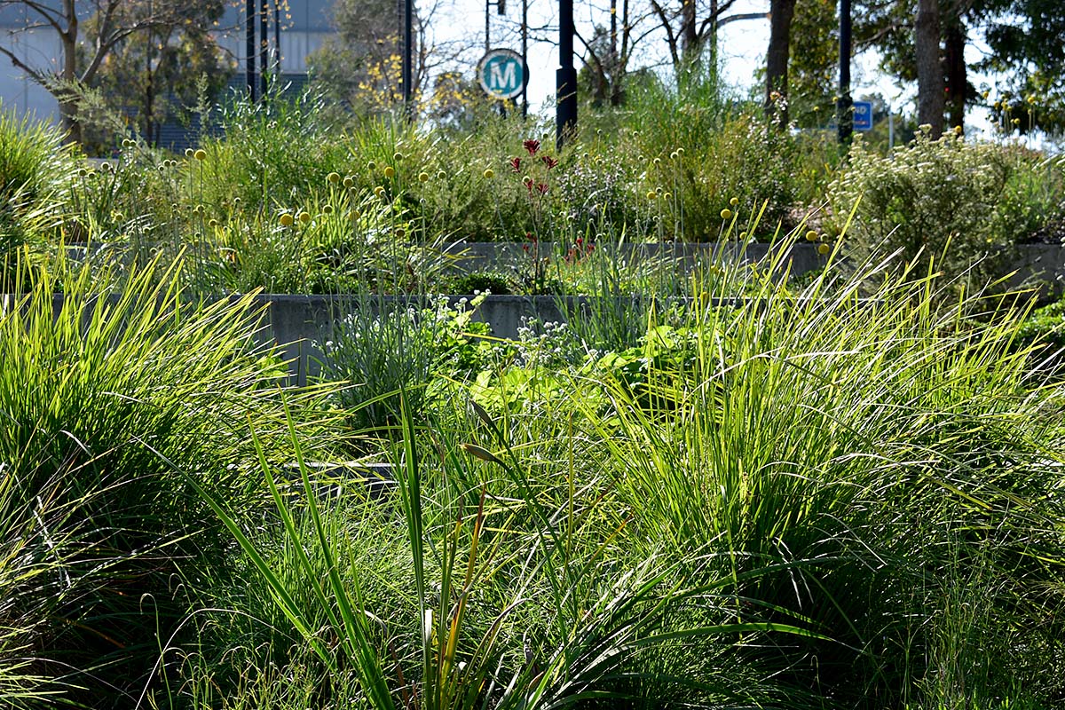 The Hills Showground Metro urban plaza which has been transformed with over 100 plant species. Credit: Jon Hazelwood