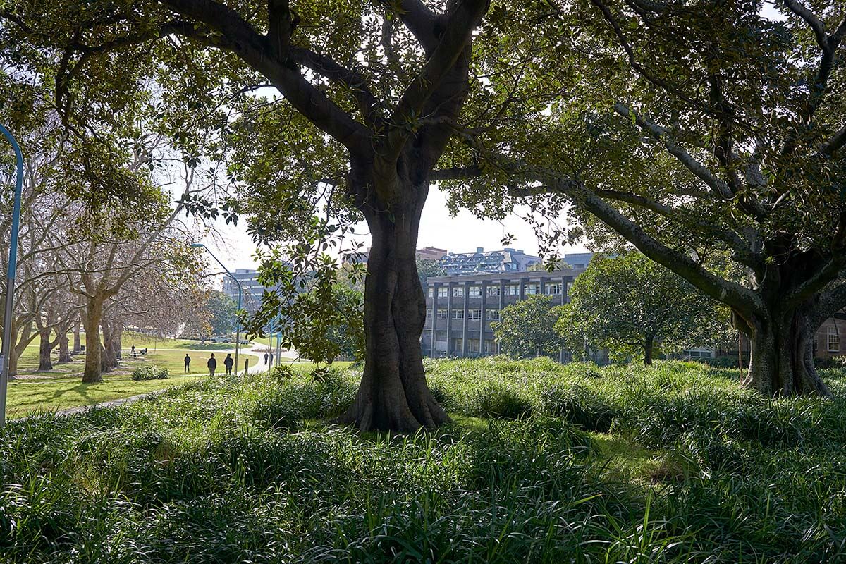 Prince Alfred Park near Central Station, Sydney. Credit: Cory White / Government Architect NSW