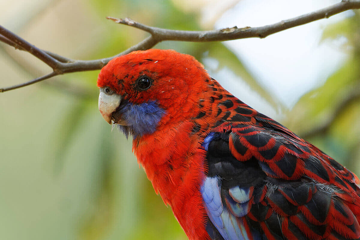 Up close view of a parrot.