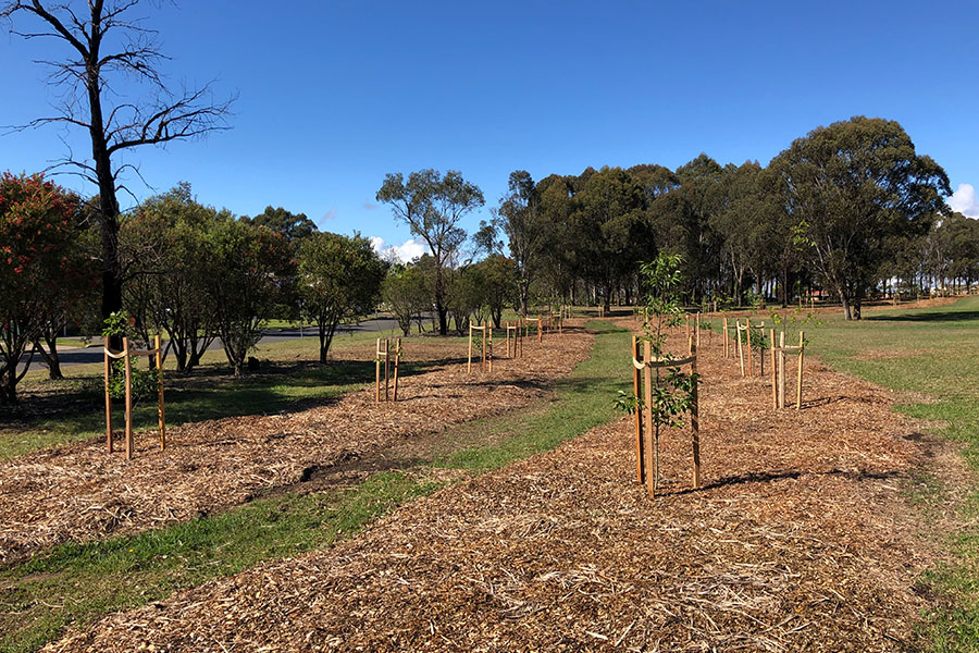 Planting of 100 mature trees at Ironbark Reserve in Penrith to celebrate the centenary of Rotary.