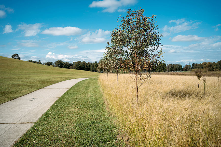 Planting of 3,200 trees in Tregear Reserve, Tregear and the large grassy corridor running north and south.