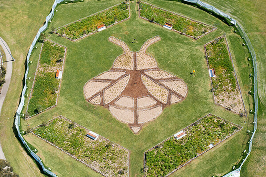 An innovative planting project to improve soil quality and prepare tree beds for planting through the planting of a wildflower meadow at Grey Gums Oval, Cranebrook.