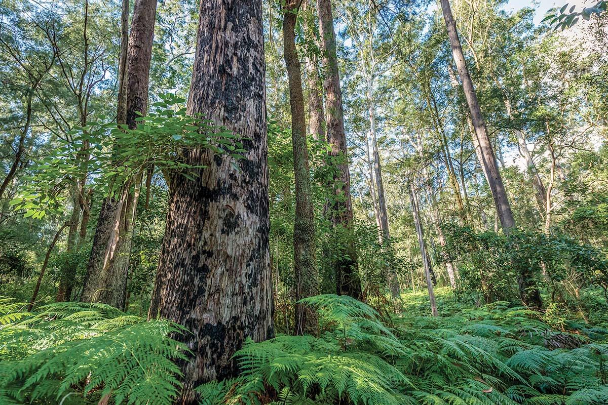 Eucalyptus blue gum trees (Eucalyptus globulus) and Australian tree ferns (Dicksonia antarctica) in the forest at Dalrymple-Hay Nature Reserve. Credit: John Spencer/DPE