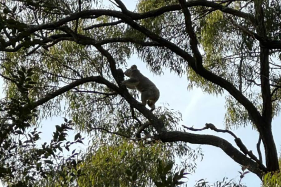 Koala is spotted climbing a tree at Long Point after primary weed control works.