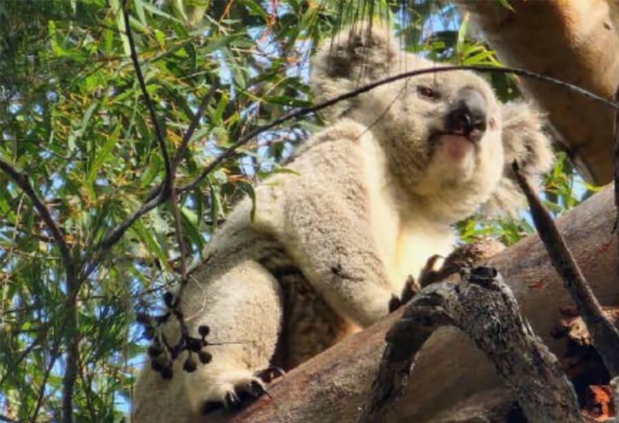 Koala sitting on tree branch.