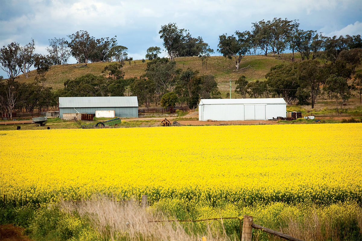 Canola fields in Gunnedah, NSW. Credit: NSW Department of Planning and Environment / Neil Fenelon