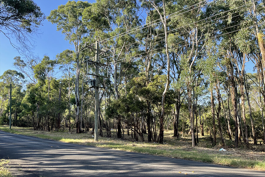 CPCP restoration site at Long Point in the Georges River Koala National Park after primary weed control.