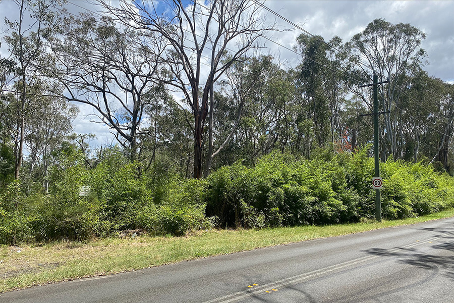 CPCP restoration site at Long Point in the Georges River Koala National Park before primary weed control.